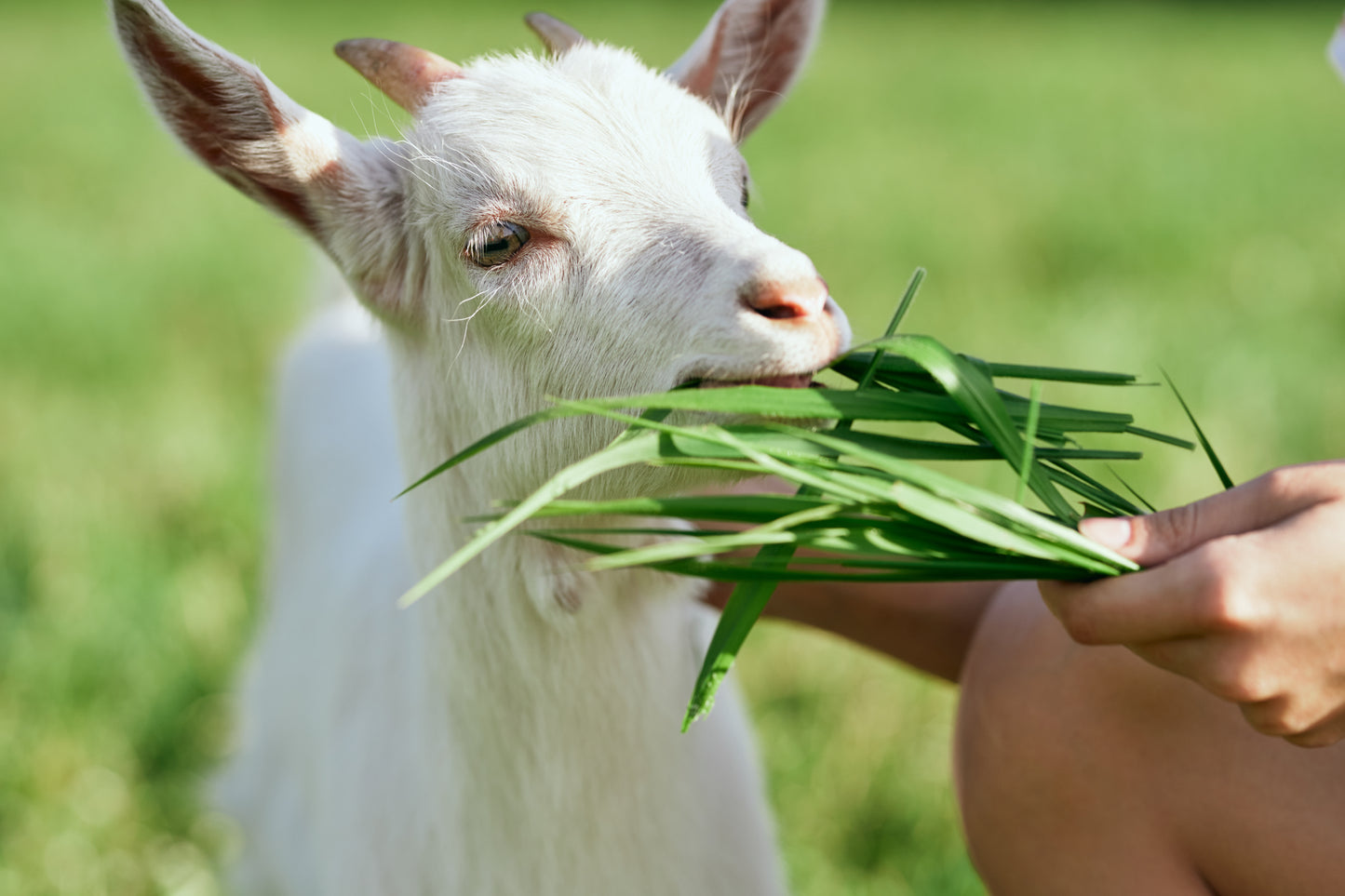 Vanilla Moroccan Goat's Milk Soap