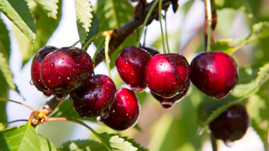 Cherry Almond Premium Soap