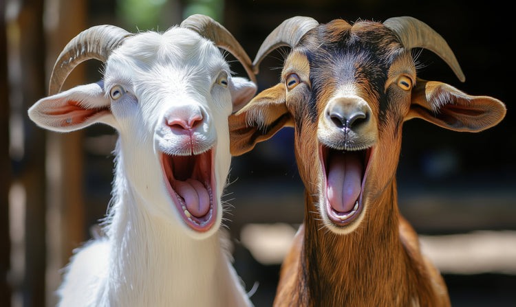 Premium Handmade Goat's Milk Soap