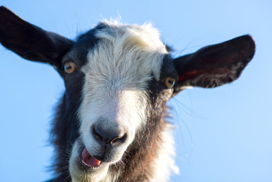 Calm the Flock Down!   Lavender & Peppermint