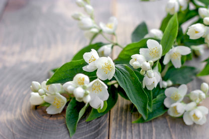 The Citrus Situation